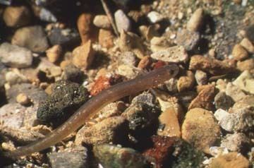 San Marcos salamander tpwdtexasgovhuntwildwildimagesamphibianssms