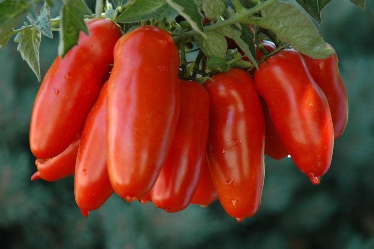 San Marzano tomato Tracking the Origin of Food The Intriguing Case of San Marzano