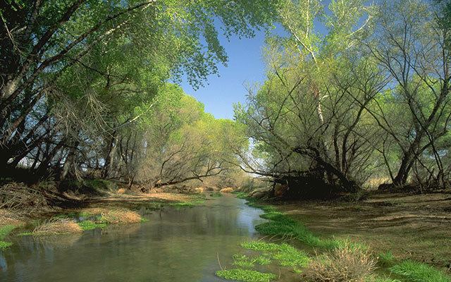 San Pedro River (Arizona) San Pedro River The Nature Conservancy