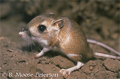 San Quintin kangaroo rat wwwanimalinfoorgimagediponitr1g2039gif