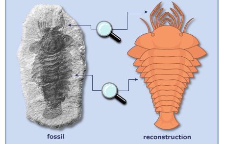 Sanctacaris Is Sanctacaris an arthropod