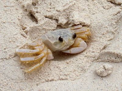Sand bubbler crab Sand Bubbler Crab MyTurksAndCaicosBlogcom