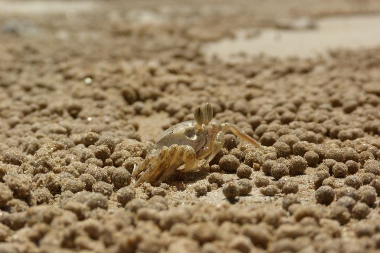 Sand bubbler crab Real Monstrosities Sand Bubbler Crab