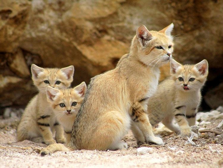 Sand cat Sand Cats Where The Adults Are Kittens And The Kittens Are Also