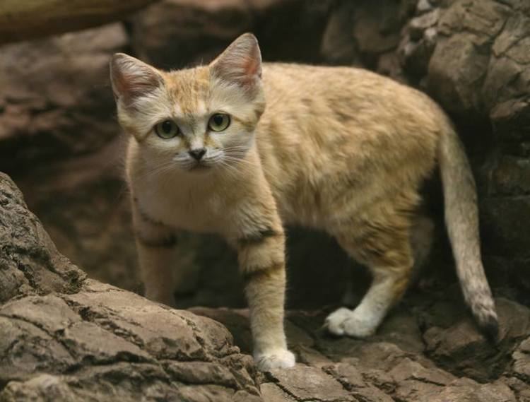 Sand cat 9 things you didn39t know about the sand cat MNN Mother Nature