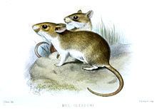 Sand-colored soft-furred rat httpsuploadwikimediaorgwikipediacommonsthu