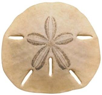 Sand dollar What is a Sand Dollar