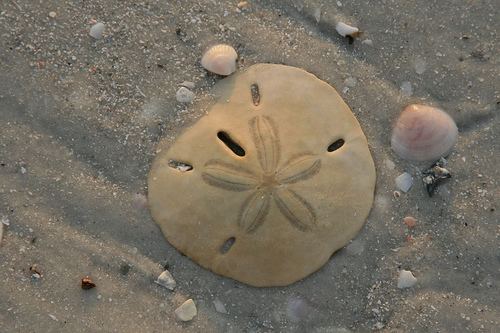 Sand dollar The Echinoblog Sand Dollars ARE Sea Urchins Please make a note of it