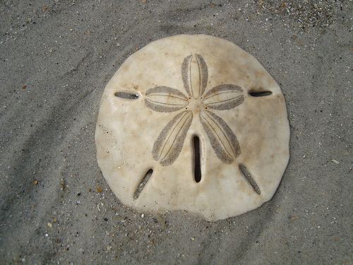 Sand dollar The Echinoblog Sand Dollars ARE Sea Urchins Please make a note of it