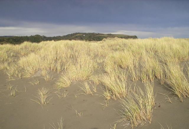 Sand dune ecology