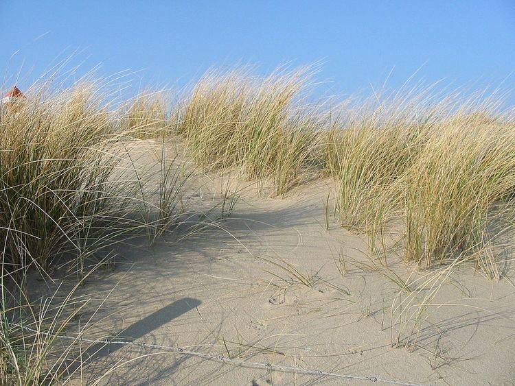 Sand dune stabilization