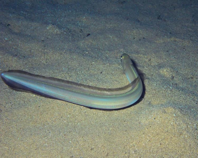 Sand eel Floating Sand eel photo and wallpaper Cute Floating Sand eel pictures