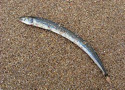 Sand eel Raitt39s sand eel Wikipedia