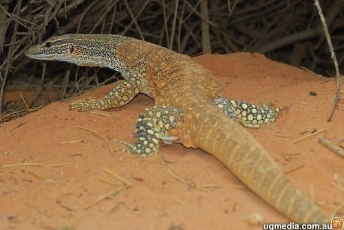 Sand goanna Sand goanna Varanus gouldii at the Australian Reptile Online