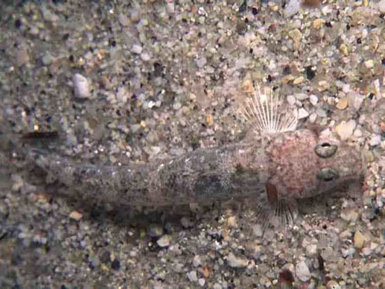 Sand goby MarLIN The Marine Life Information Network Sand goby