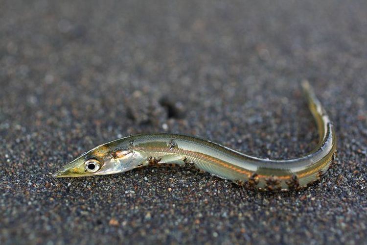 Sand lance Tiny fish could be to blame for crashing Alaska sea life populations