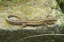 Sand lizard httpsuploadwikimediaorgwikipediacommonsthu