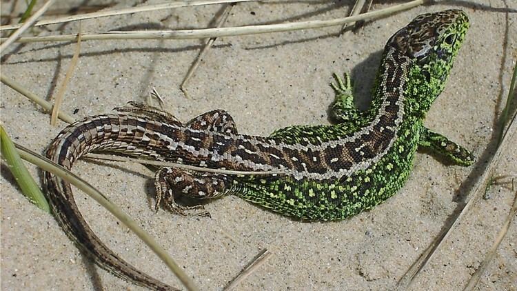 Sand lizard Froglife