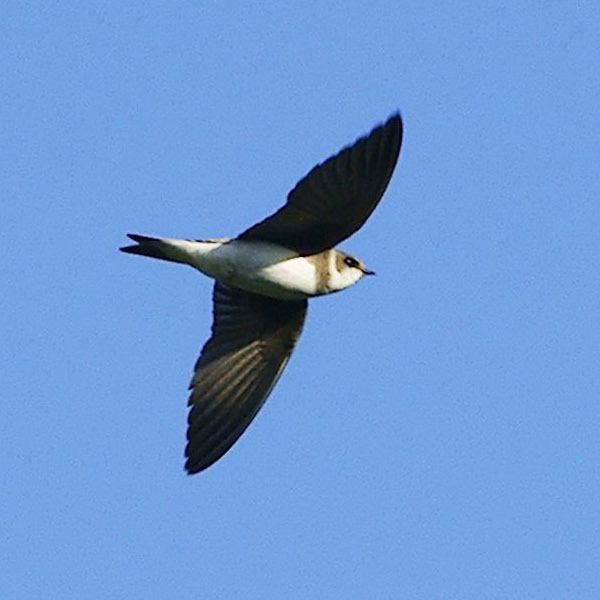 Sand martin Sand martin Wikipedia