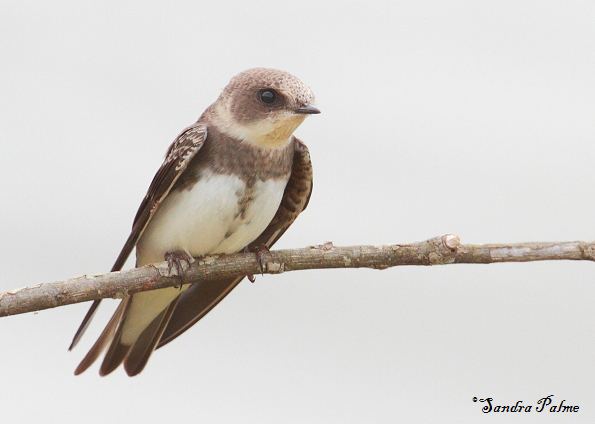 Sand martin 1000 ideas about Sand Martin on Pinterest Beautiful birds Pretty