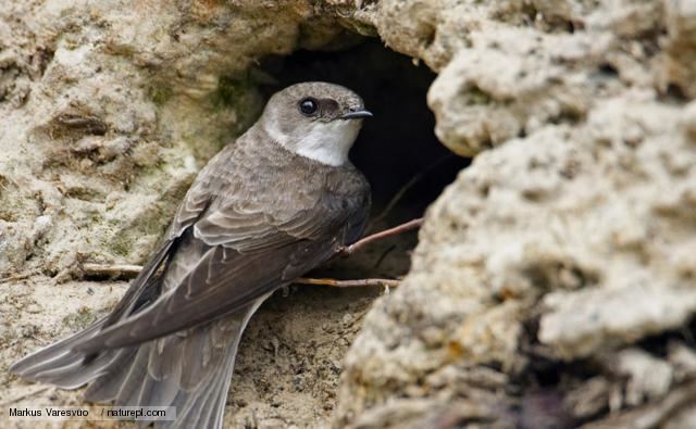 Sand martin BBC Nature Sand martin videos news and facts