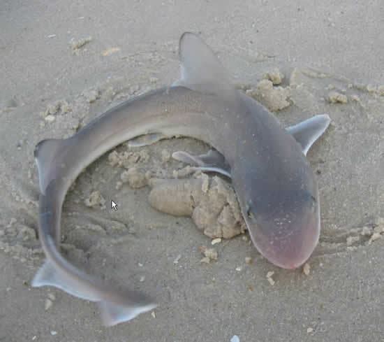 Sand shark Sandsharks