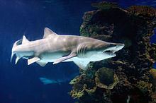 Sand tiger shark httpsuploadwikimediaorgwikipediacommonsthu