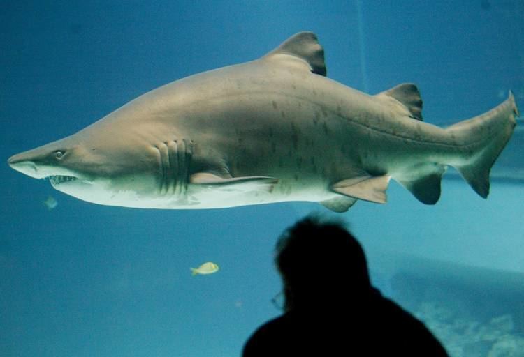 Sand tiger shark For sand tiger sharks a deadly cannibalistic battle inside the