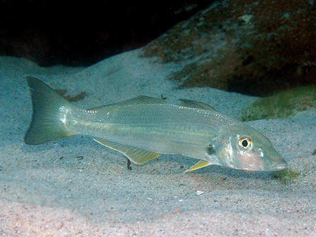 Sand whiting Marine Fish Picture Gallery Sand Whiting picture