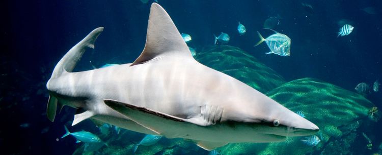 Sandbar shark Sandbar Shark Tennessee Aquarium