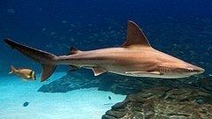 Sandbar shark Sandbar shark Wikipedia