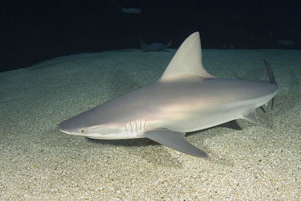 Sandbar shark Sandbar Shark