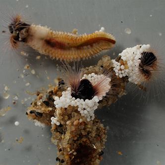 Sandcastle worm Sandcastle Worm Inspires New Glue for Fetal Surgery Medgadget