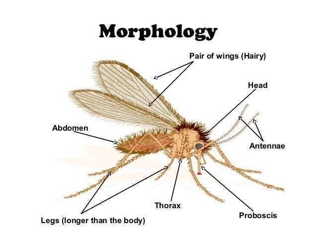 Sandfly Entomology Louse Bedbugs amp Sand fly