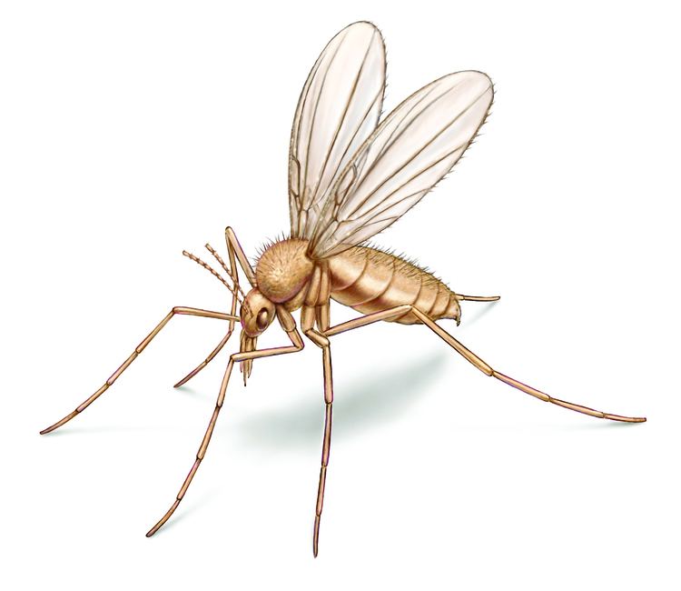 Sandfly cdnorkincomimagesfliessandflyillustration1