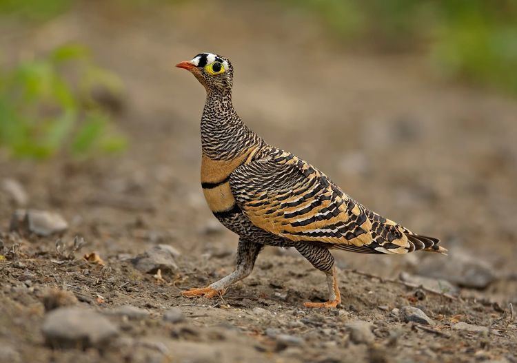 Sandgrouse 1000 images about BirdsSandgrouse on Pinterest Africa The o