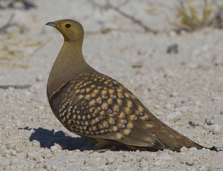 Sandgrouse Namaqua sandgrouse Wikiwand