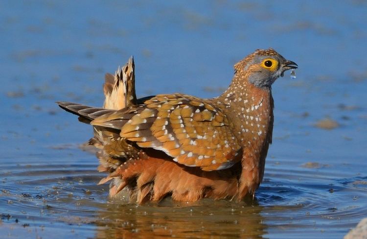 Sandgrouse Sandgrouse Desert Watercarriers BirdNote