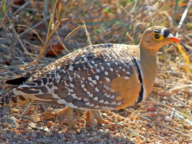 Sandgrouse Birds of The World SANDGROUSE