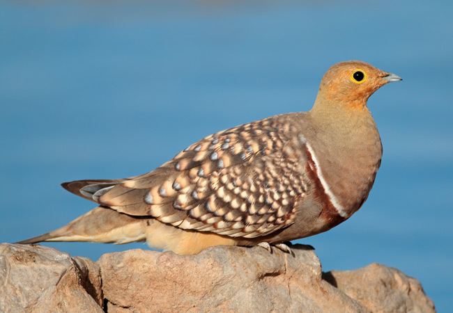 Sandgrouse Namaqua Sandgrouse Pterocles namaqua