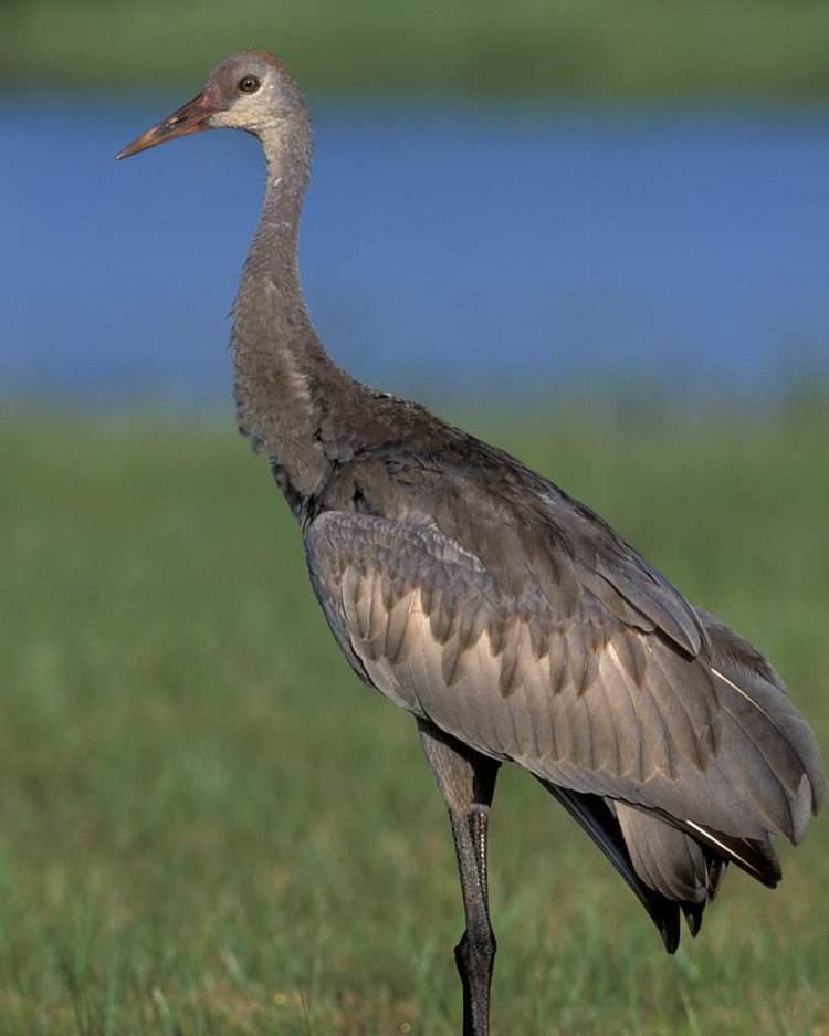 Sandhill crane Sandhill Crane Audubon Field Guide
