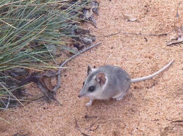 Sandhill dunnart Conservation and management of an endangered marsupial the sandhill