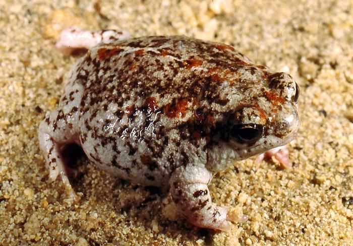 Sandhill frog museumwagovausitesdefaultfilesimagecachewa