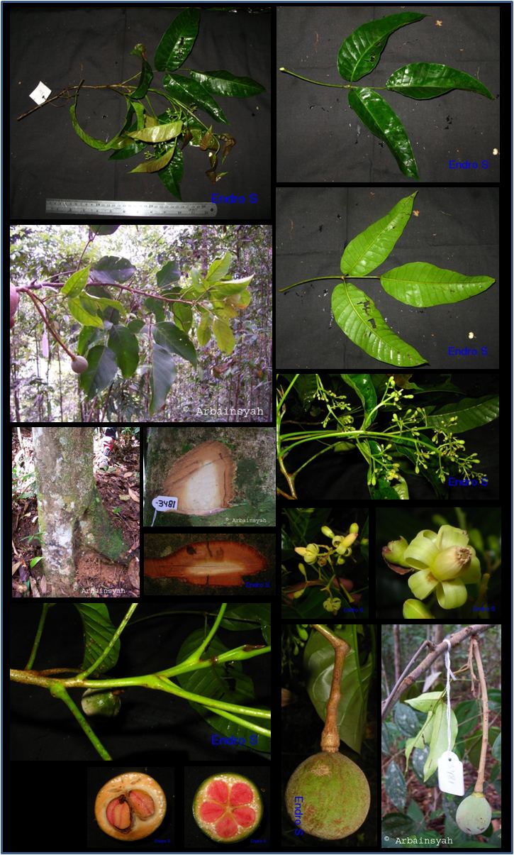 Sandoricum wwwasianplantnetMeliaceaeSandoricumkoetjapejpg
