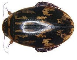 Sandracottus (beetle) httpsuploadwikimediaorgwikipediacommonsthu