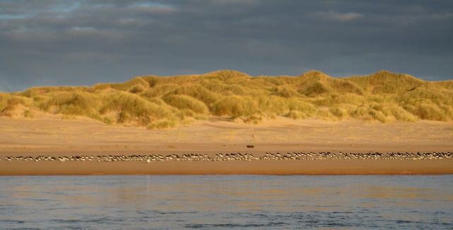Sands of Forvie FileRoosting waders on the Sands of Forvie National Nature Reserve
