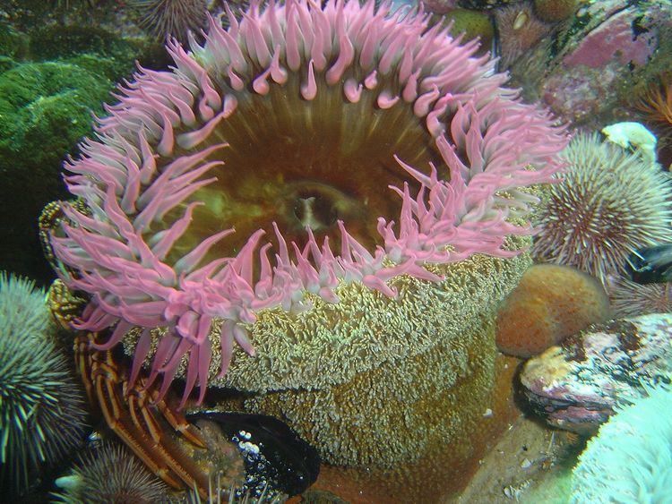 Sandy anemone