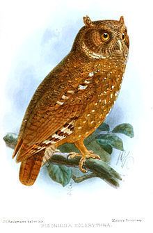 Sandy scops owl httpsuploadwikimediaorgwikipediacommonsthu