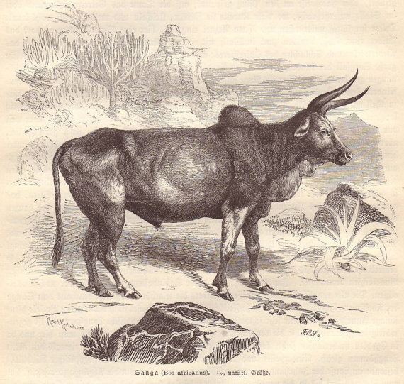 Sanga cattle Sanga cattle original 1880 zoology print Bovine by PaperThesaurus