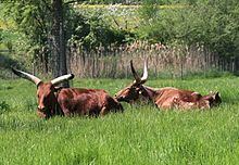 Sanga cattle httpsuploadwikimediaorgwikipediacommonsthu